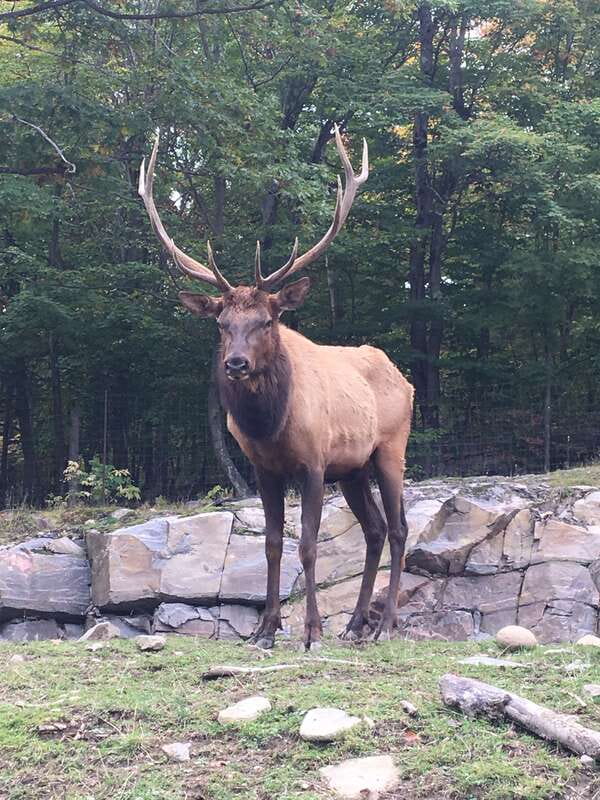 Montreal: Private Day Tour to Parc Omega & Montebello Lodge - Making the two to four hours inside the park count