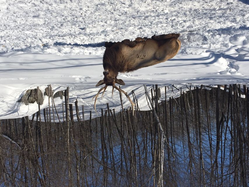 Montreal: Private Day Tour to Parc Omega & Montebello Lodge - Winter, summer, and the practical season question