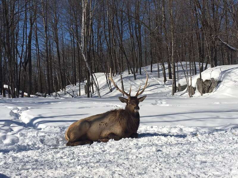 Montreal: Private Day Tour to Parc Omega & Montebello Lodge - Montebello Lodge gives the day a second act