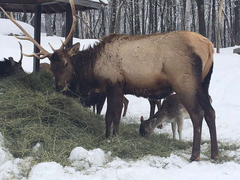 Montreal: Private Day Tour to Parc Omega & Montebello Lodge - The drive from Montreal and what private means here