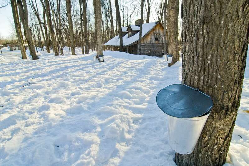 Montreal: Sugar Shack Maple Syrup Day Trip with Lunch - At a glance
