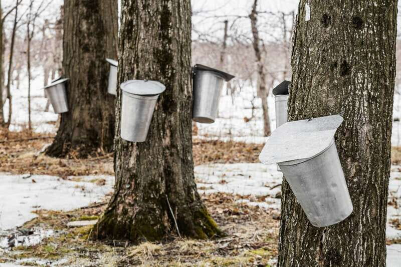 Montreal: Sugar Shack Maple Syrup Day Trip with Lunch - Lunch at the sugar shack