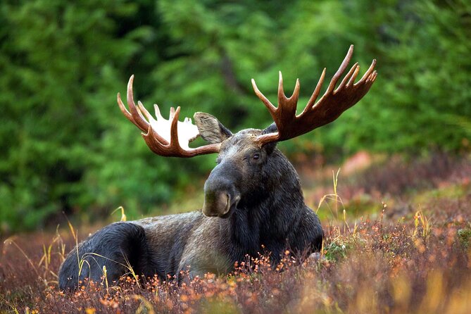 Moraine Lake and Lake Louise Tour from Calgary - Canmore - Banff - What the small group changes