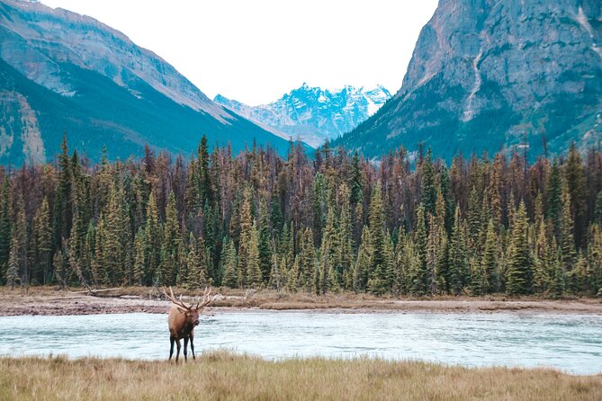 Moraine Lake, Lake Louise & Banff Secrets | Award-Winning Tour - The flexible finish along the Bow Valley Parkway