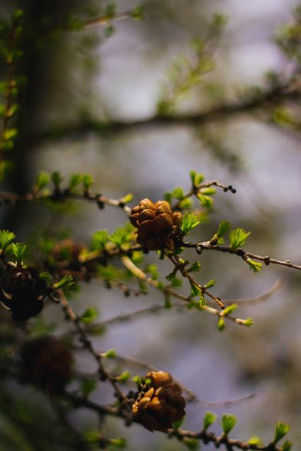 Moraine Lake & Larch Valley Hike - Why Larch Valley is worth the effort