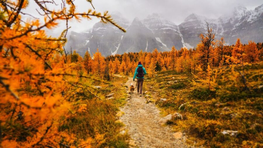 Moraine Lake & Larch Valley Hike - Climbing through the larches