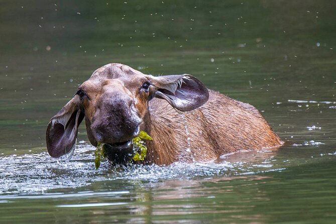 Morning Jasper National Park Wildlife Tour - Bears, elk, sheep, and birds: what you might see