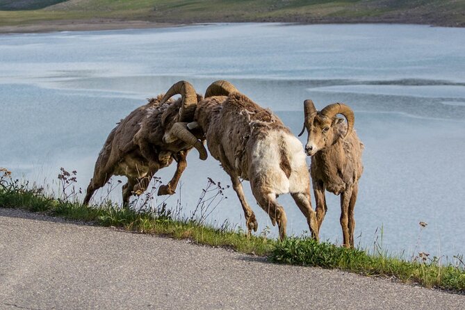 Morning Jasper National Park Wildlife Tour - The guide can make or break the experience