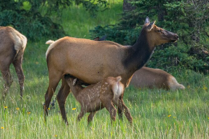 Morning Jasper National Park Wildlife Tour - Mountain views and photo stops from the minibus