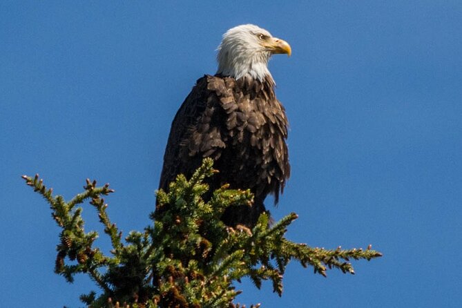 Morning Jasper National Park Wildlife Tour - Pickup, group size, and practical details