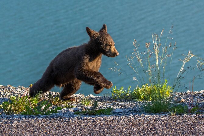 Morning Jasper National Park Wildlife Tour - Why morning timing matters, and where it can slip