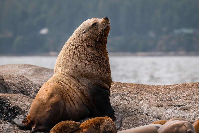Nanaimo: Whale Watching Open Boat Tour - An hour focused on whale behavior