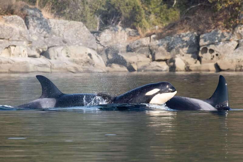 Nanaimo: Whale Watching Open Boat Tour - Orcas, humpbacks, seals, and seabirds
