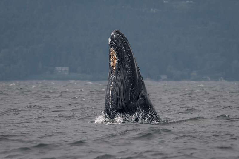 Nanaimo: Whale Watching Open Boat Tour - The conservation talk at the end