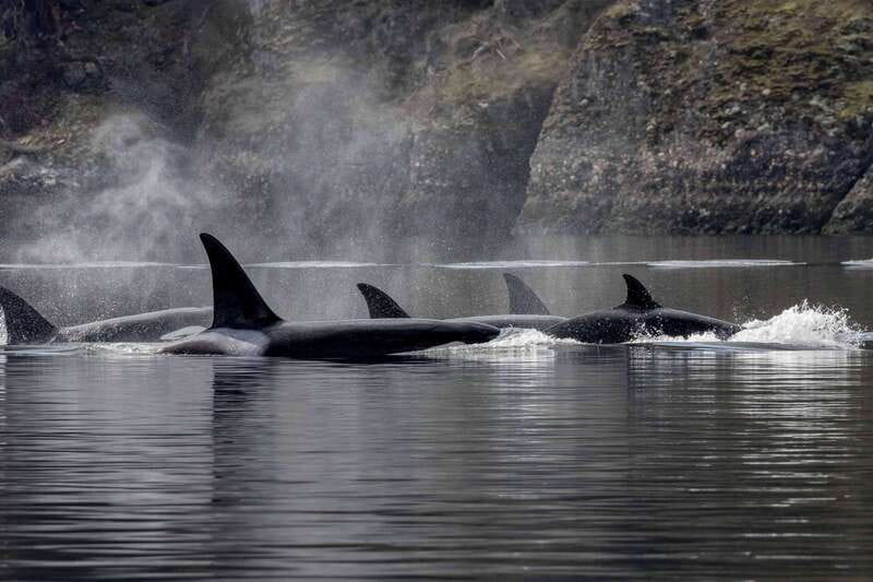 Nanaimo: Whale Watching Open Boat Tour - A fast open boat with a serious purpose