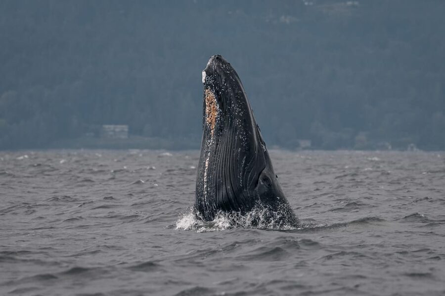 Nanaimo: Whale Watching Semi-Covered Boat Tour - The conservation talk that closes the trip