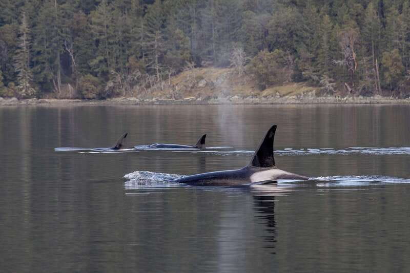 Nanaimo: Whale Watching Semi-Covered Boat Tour - Who will enjoy this Nanaimo whale watch most