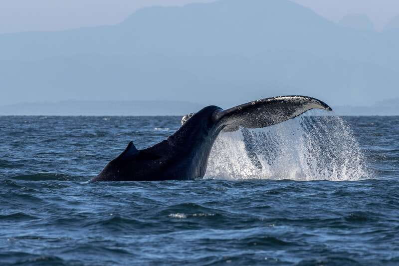 Nanaimo: Whale Watching Semi-Covered Boat Tour - A semi-covered boat with a small passenger group