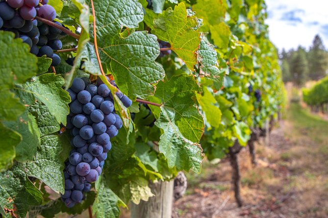 Naramata Bench 5 Winery Tour - Bench 1775 pairs wine with big Okanagan views