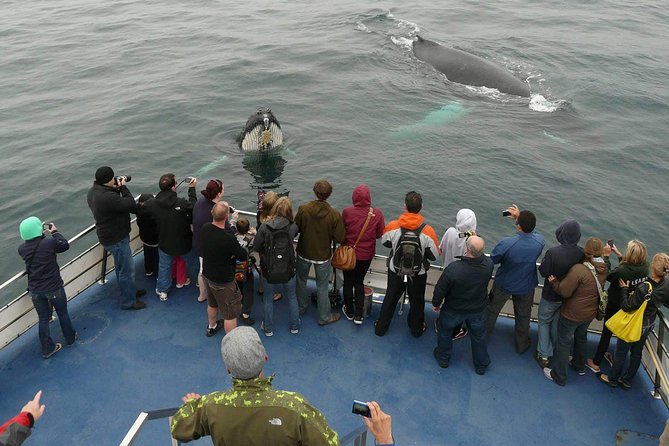 Newfoundland Puffin and Whale Watch Cruise - Key points to know before you sail