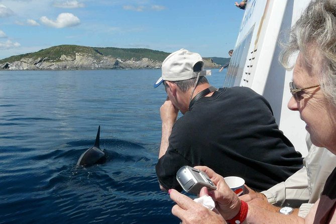 Newfoundland Puffin and Whale Watch Cruise - Boarding the spacious catamaran