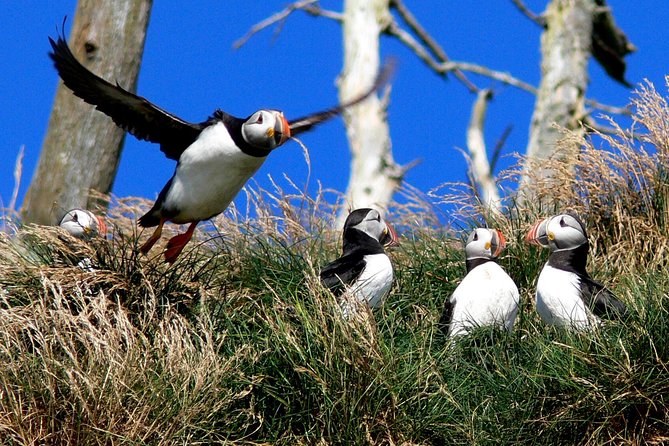 Newfoundland Puffin and Whale Watch Cruise - Entering Witless Bay Ecological Reserve