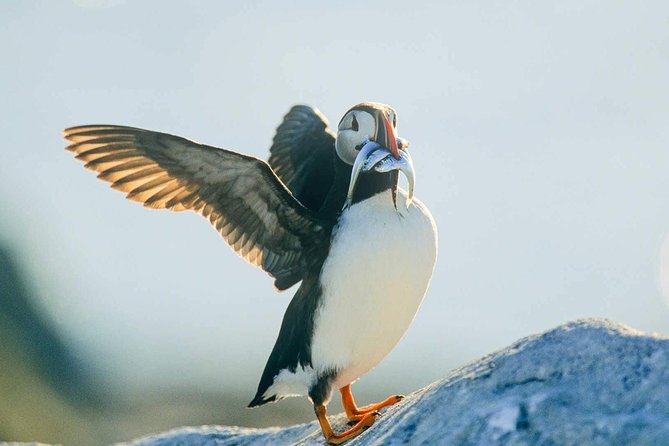 Newfoundland Puffin and Whale Watch Cruise - Iceberg Alley from May through June