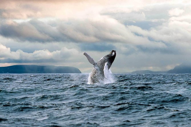 Newfoundland Puffin and Whale Watch Cruise - Whale watching between mid-June and mid-August