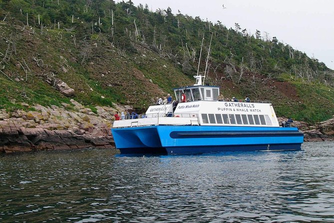 Newfoundland Puffin and Whale Watch Cruise - Local stories, songs, and the Newfoundland welcome