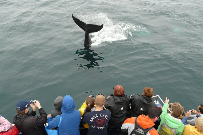 Newfoundland Puffin and Whale Watch Cruise - Bay Bulls and Bull Head: the first coastal views
