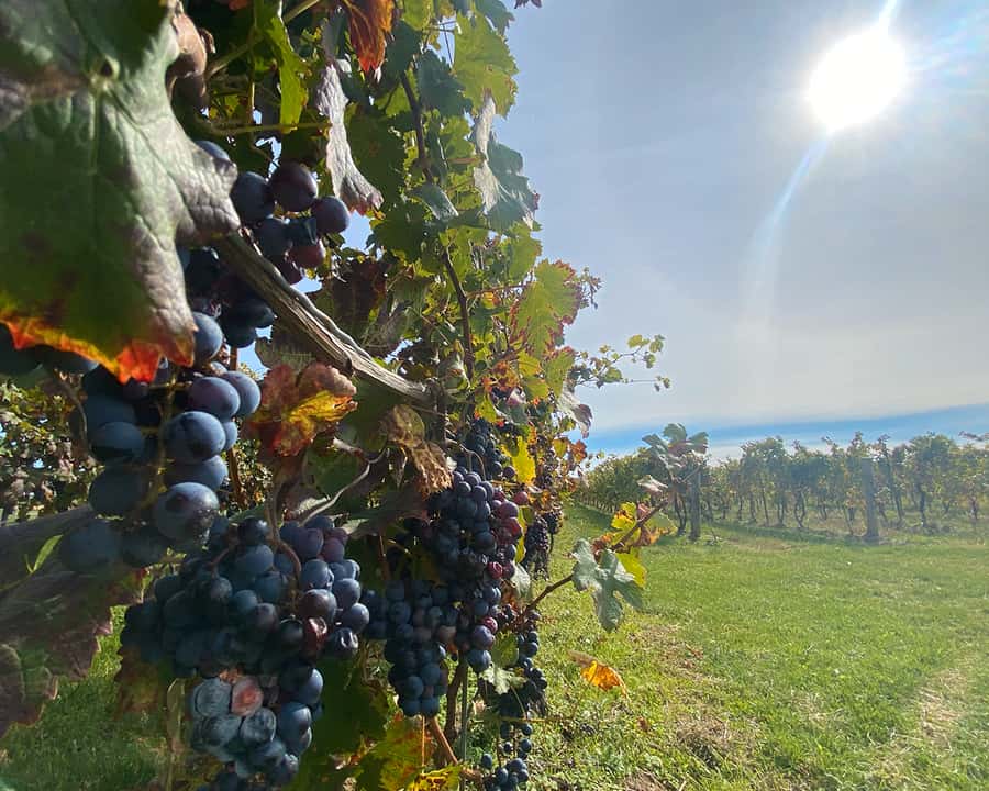 Niagara: A Twilight Wine Adventure With 3-Course Dinner - Dinner is a proper final chapter