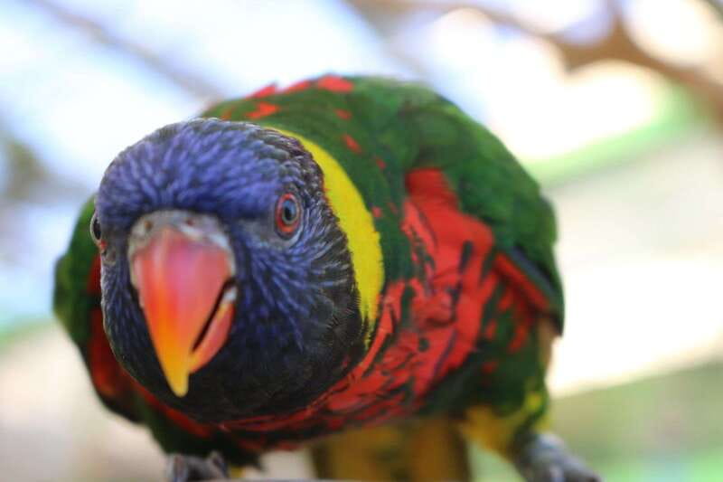 Niagara Falls, Canada: Bird Kingdom Entry Ticket - Who should book Bird Kingdom?