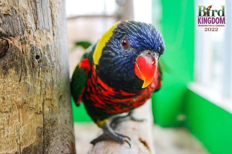 Niagara Falls, Canada: Bird Kingdom Entry Ticket - Parrots, animal encounters, and live talks