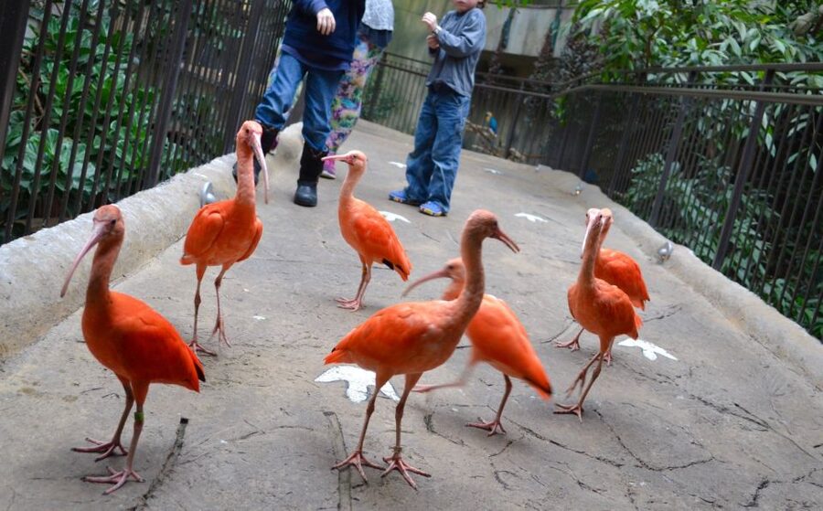 Niagara Falls, Canada: Bird Kingdom Entry Ticket - How long to allow, and when to visit