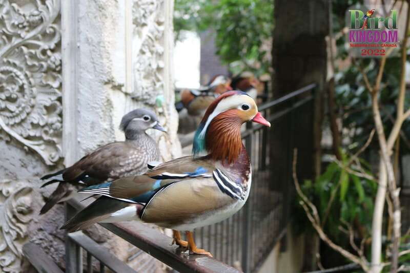 Niagara Falls, Canada: Bird Kingdom Entry Ticket - Price, parking, and overall value