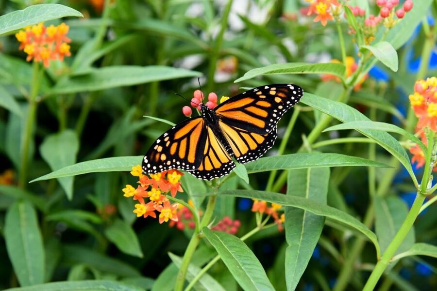 Niagara Falls, Canada: Butterfly Conservatory Admission - Key points to know before you go