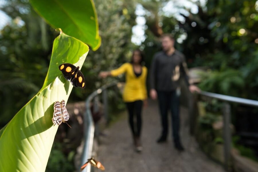 Niagara Falls, Canada: Butterfly Conservatory Admission - Entering the tropical conservatory