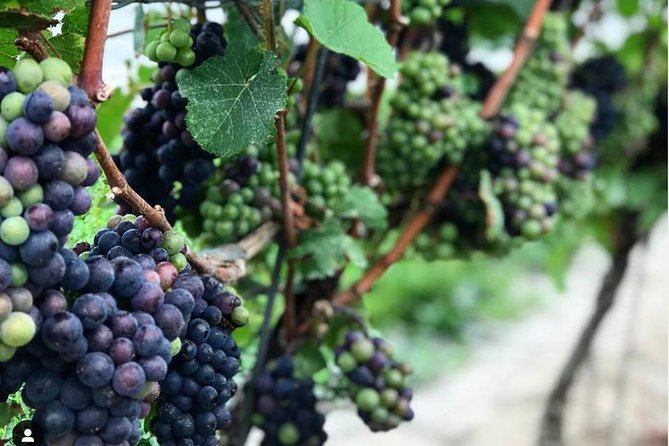 Niagara-On-The-Lake Guided Wine and Charcuterie Full-Day Tour - Pillitteri Estates and the grape-to-glass story