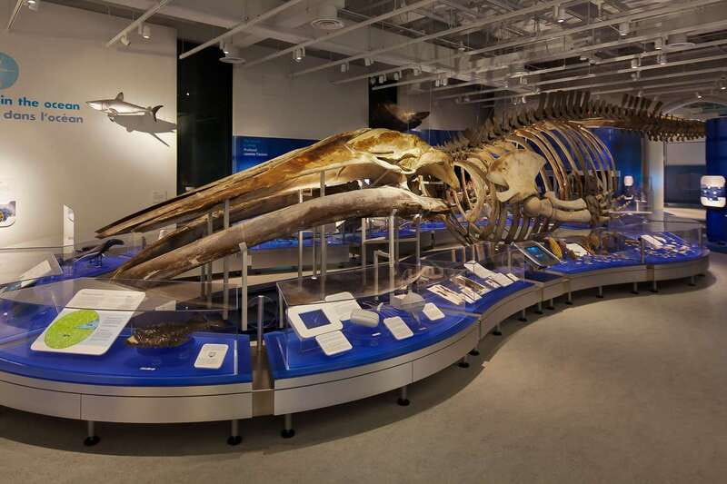 Ottawa: Canadian Museum of Nature Admission - Families, older adults, and accessibility