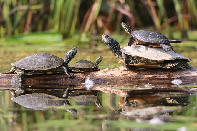 Ottawa: Ecological Reserve Kayak Tour with Turtle Sightings - Getting comfortable in the kayak