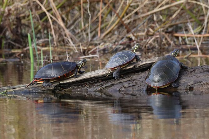 Ottawa: Ecological Reserve Kayak Tour with Turtle Sightings - A slow route through the inlets