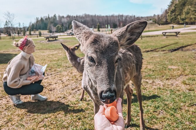 Ottawa Parc Omega Private Tour with Hotel Transfer - Wolves, bears, bison, and the wider animal mix