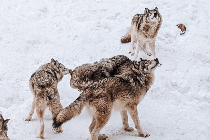 Ottawa Parc Omega Private Tour with Hotel Transfer - Timing, food, and practical comfort