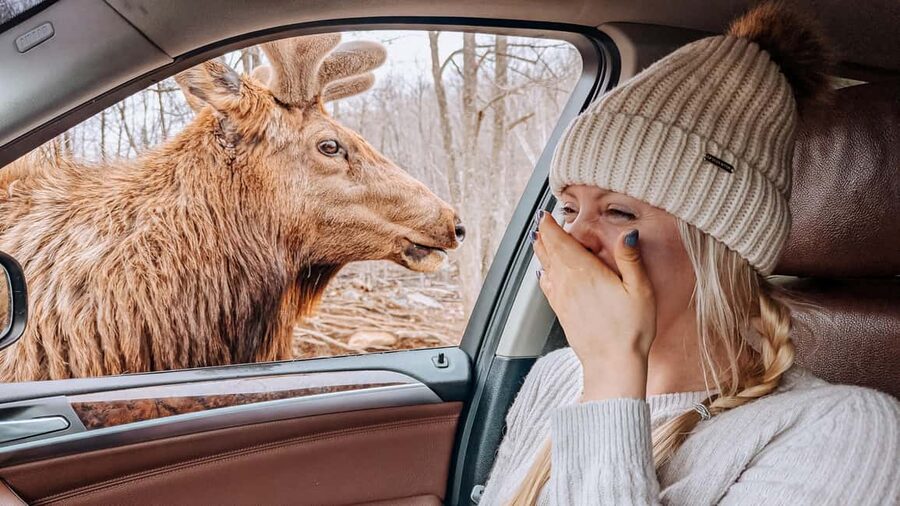 Ottawa: Private Parc Omega Wildlife Safari – Winter Magic - Why Parc Omega Works So Well From Ottawa