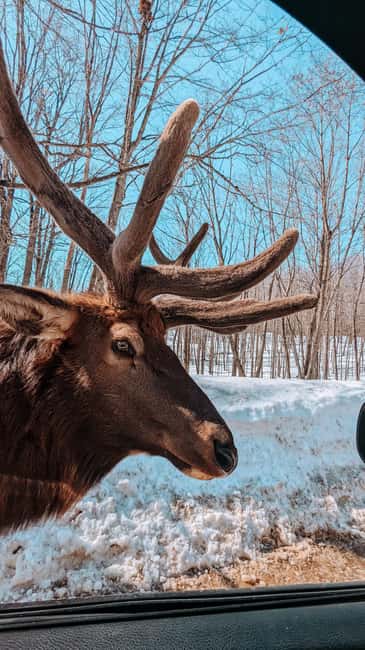 Ottawa: Private Parc Omega Wildlife Safari – Winter Magic - The Ottawa Pickup and One-Hour Drive