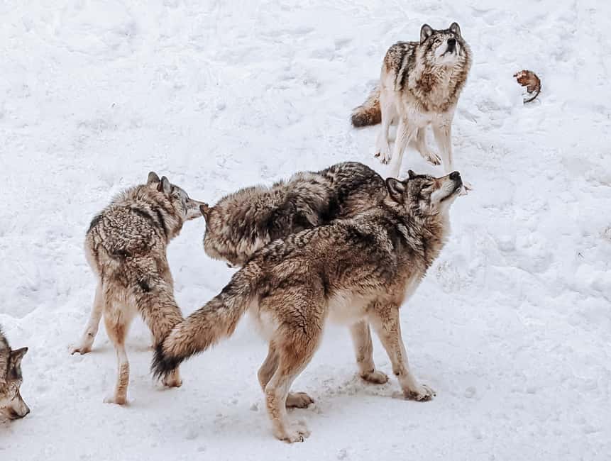 Ottawa: Private Parc Omega Wildlife Safari – Winter Magic - Two Places to Get Out and Walk