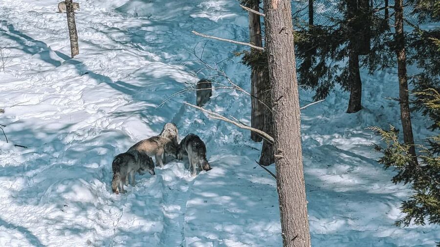 Ottawa: Private Parc Omega Wildlife Safari – Winter Magic - What Each Season Offers