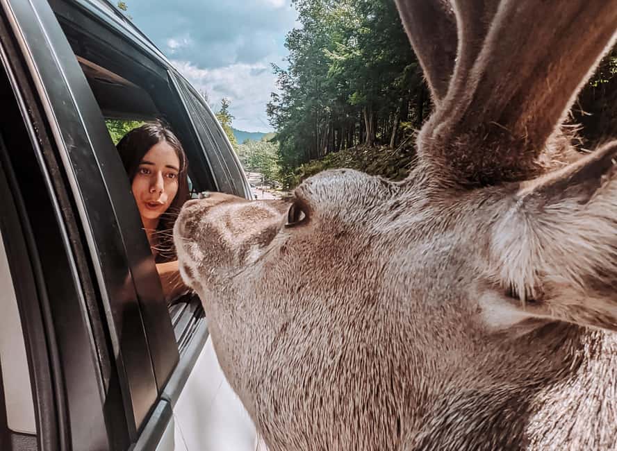 Ottawa: Private Parc Omega Wildlife Safari – Winter Magic - Is the $183 Price Good Value?