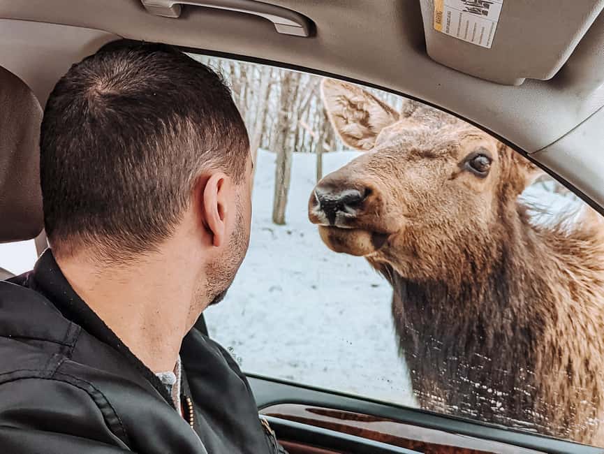 Ottawa: Private Parc Omega Wildlife Safari – Winter Magic - Vivi Wilds and the Private Guide Difference