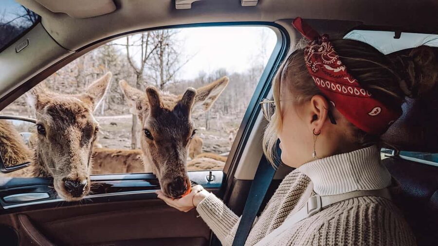 Ottawa: Private Parc Omega Wildlife Safari – Winter Magic - Family Suitability and Important Limits